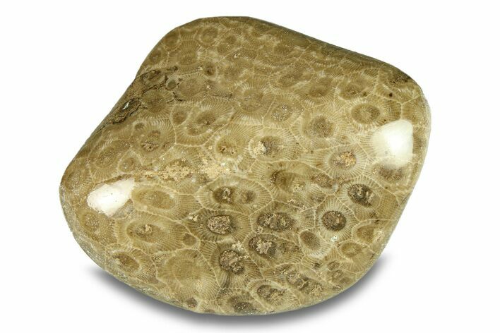 Large, Polished Petoskey Stone (Fossil Coral) - Michigan #293396